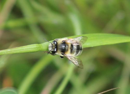 Réf. 341 760 : Anthophora aestivalis